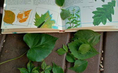 Piccoli botanici crescono